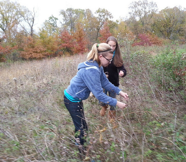 Seed collecting at Spring Lake Park