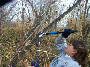 [Photo: Volunteer cutting willow stakes.]