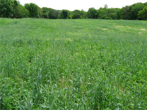 [Photo: A cover crop on the prairie in the first year of restoration.]