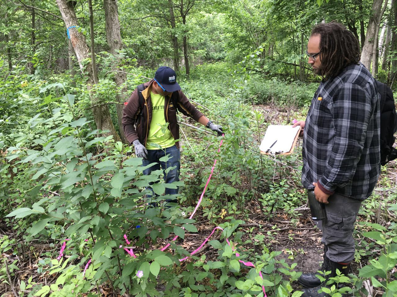 Two ecology interns monitor vegetation at Hampton Woods WMA