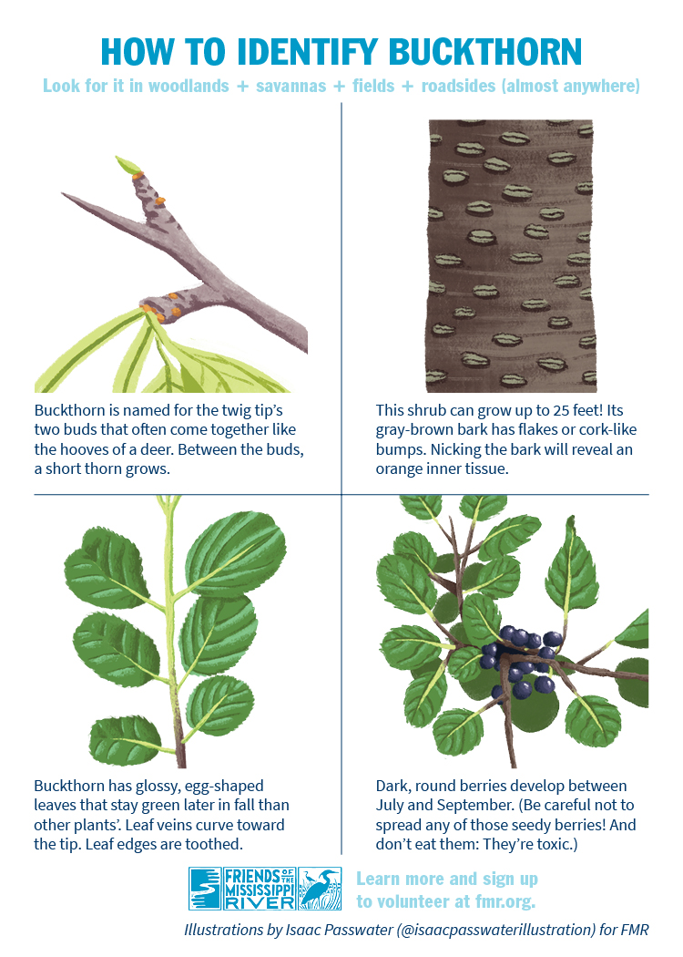 How to identify buckthorn