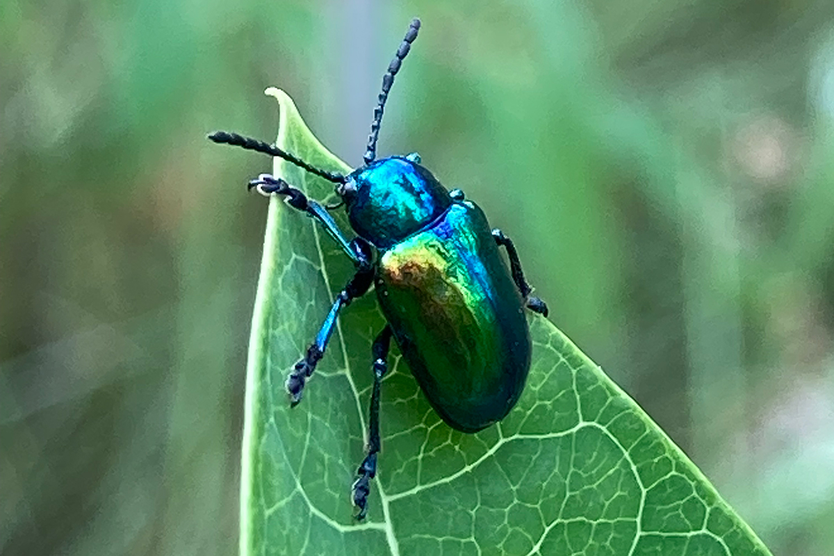 Dogbane leaf beetle