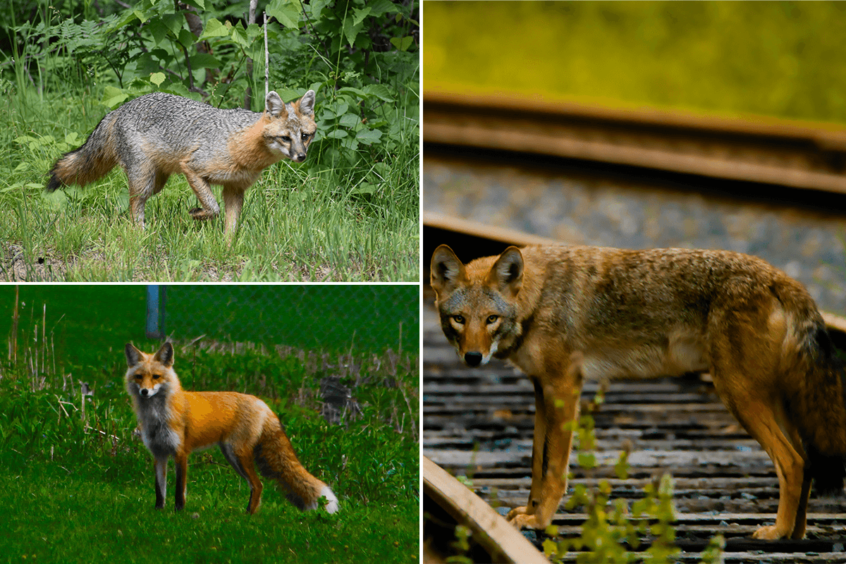 Gray fox, red fox, coyote
