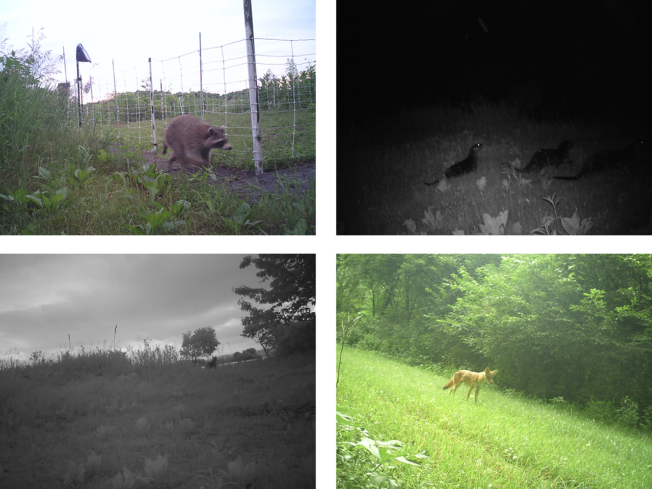 Raccoon, otters, coyote, and red fox from wildlife camera at Spring Lake Islands WMA