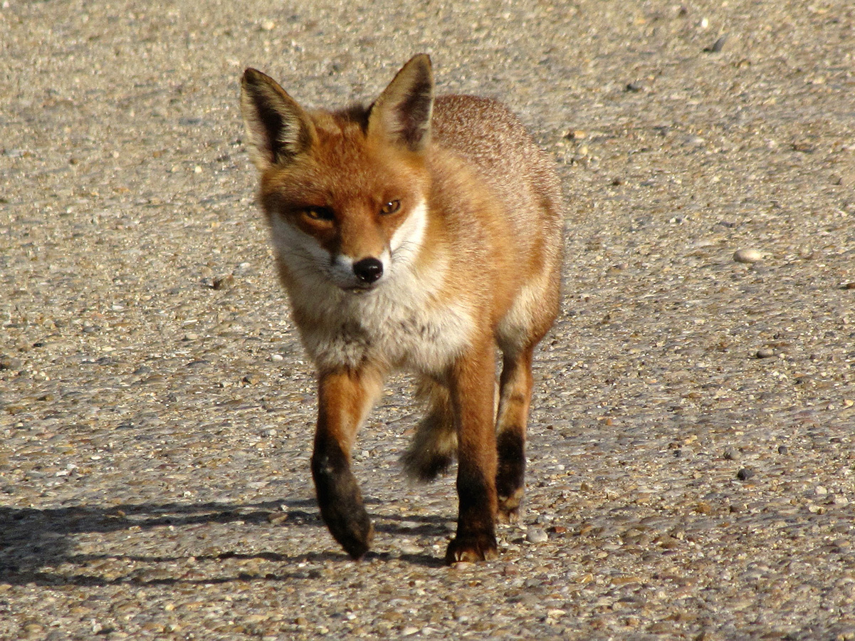 Fox Cub - Taxidermy UK