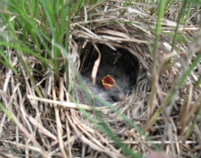 [Photo: Grasshopper Sparrow nest]