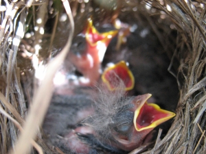 [Photo: Grasshopper sparrow chicks]