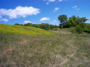 [Photo: View of the leafy spurge infestation affecting one part of the site.]