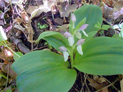 [Photo: Showy orchis]