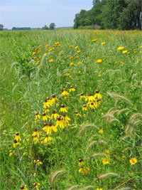 [Photo: After 3rd growing season, natives abundant.]