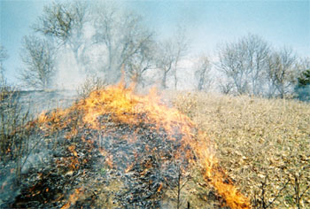 [Photo: A prescribed burn on Flint Hills Resources property.]