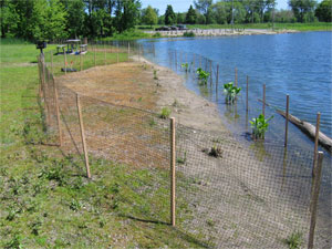 [Photo: Fencing in a planting area on Lake Rebecca.]