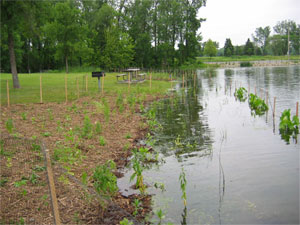 [Photo: Planting area flooded after the planting was completed.]