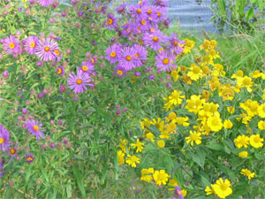 [Photo: New England Aster and Sneezeweed.]