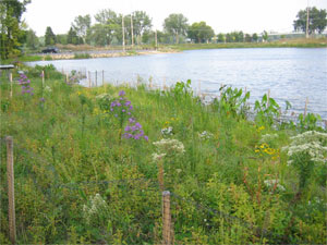 [Photo: Planting unit B on Lake Rebecca.]