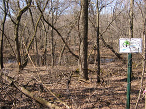 [Photo: Woodland after burn to control invasives.]