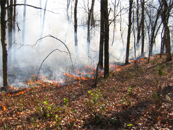 [Photo: Woodland burn.]