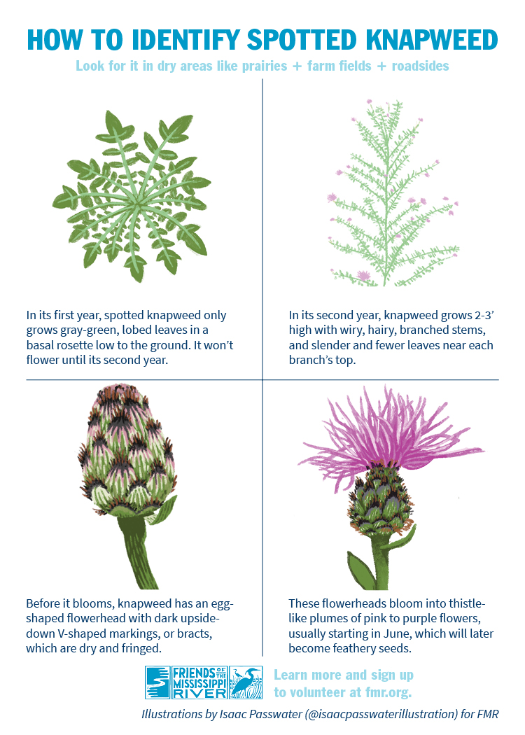 How to identify spotted knapweed
