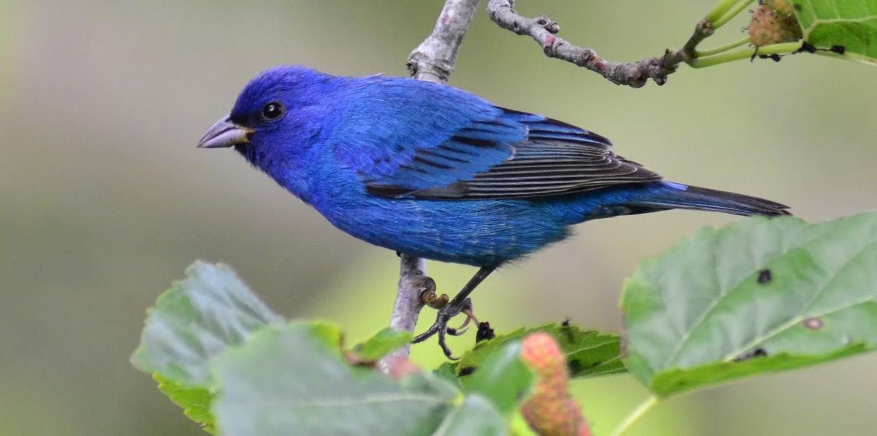 Indigo bunting Indigo bunting