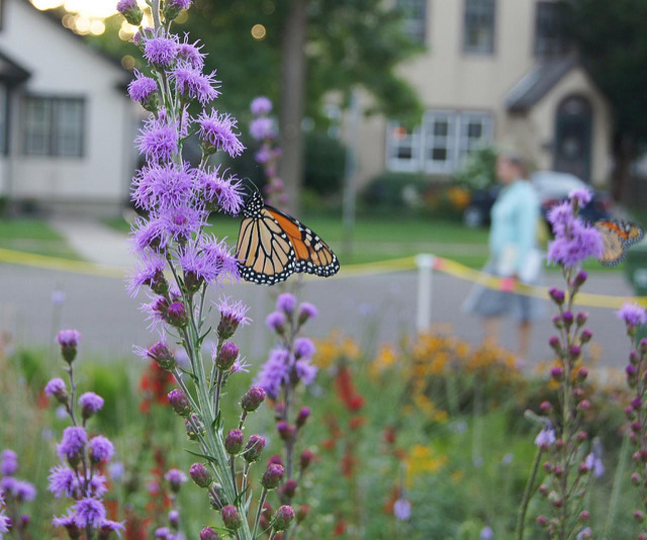 Turn your back yard into a force for clean water while supporting pollinators and other wildlife! Turn your back yard into a force for clean water while supporting pollinators and other wildlife!