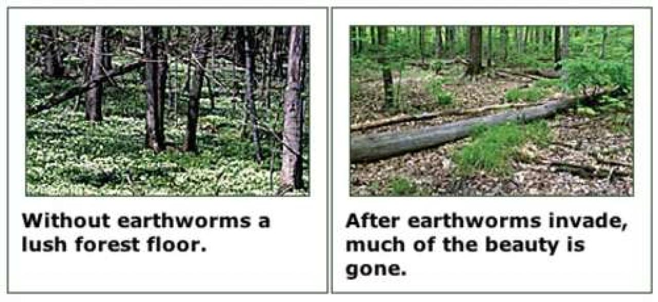 A forest floor without earthworms is healthy, one with earthworms is often barren. A forest floor without earthworms is healthy, one with earthworms is often barren.