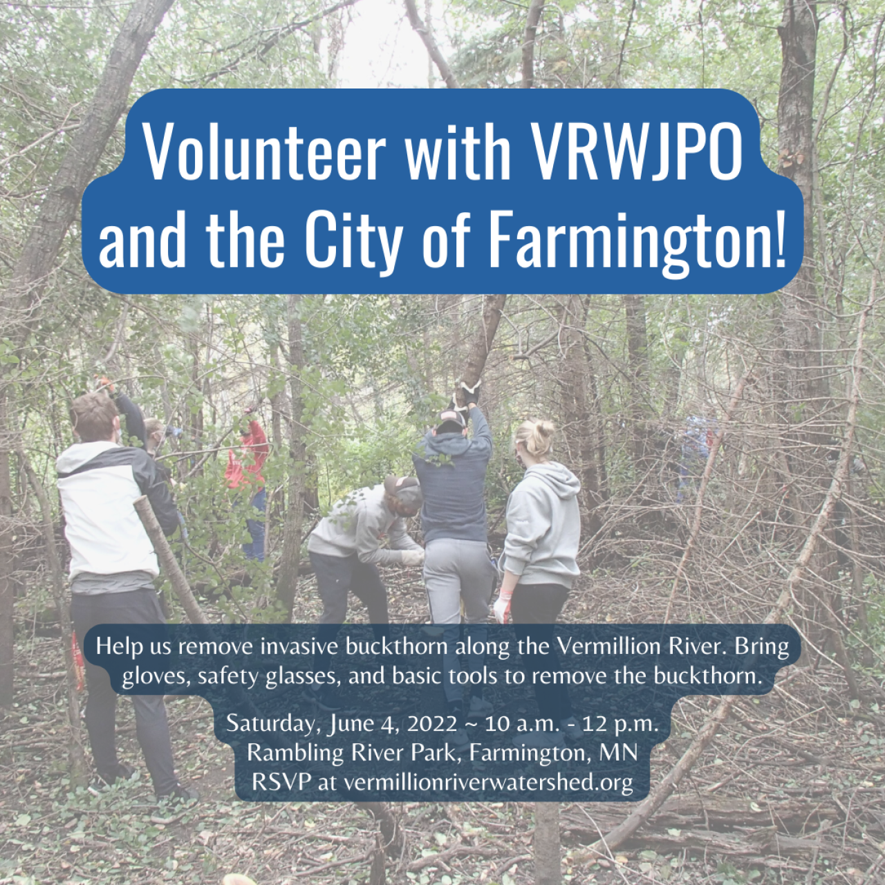 Rambling River buckthorn Volunteer with VRWJPO and the City of Farmington
