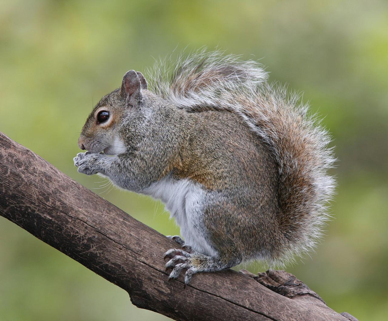 Gray squirrel feeding on a tree branch Gray squirrel feeding on a tree branch