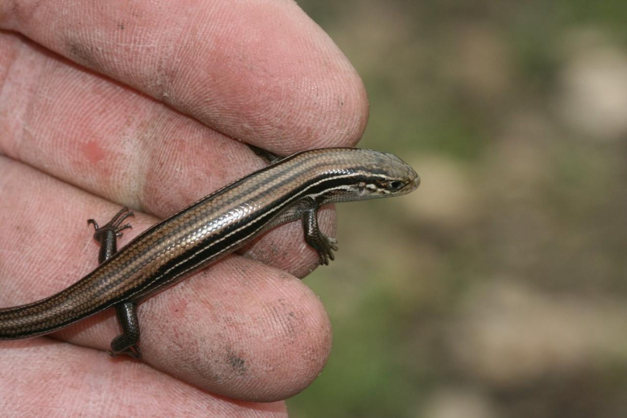 Prairie skink Prairie skink
