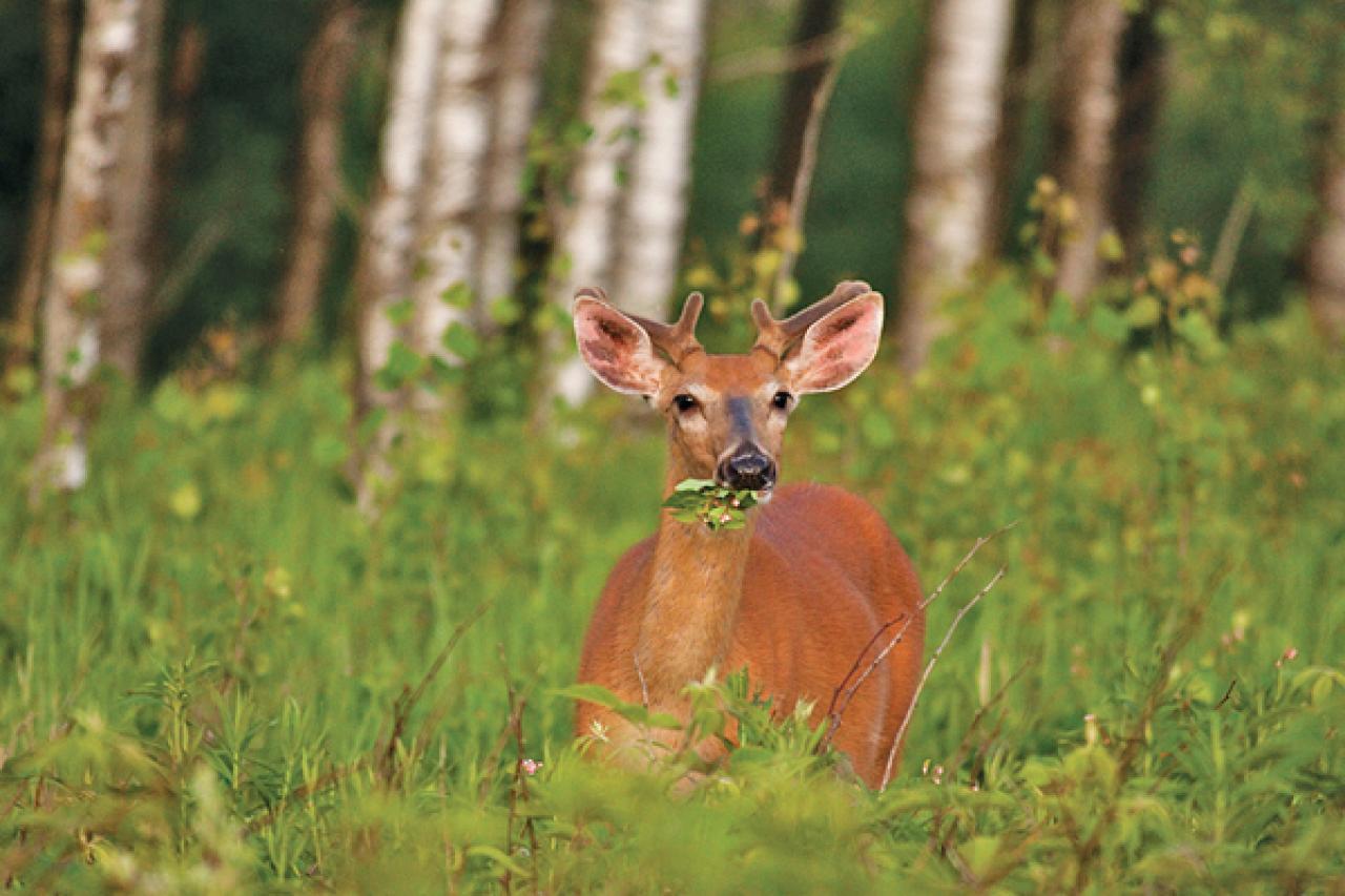 Image Credit: http://www.northamericanwhitetail.com/files/2012/02/NAW_image_021012B.jpg Unfortunately, deer don't enjoy munching on invasive plant species.