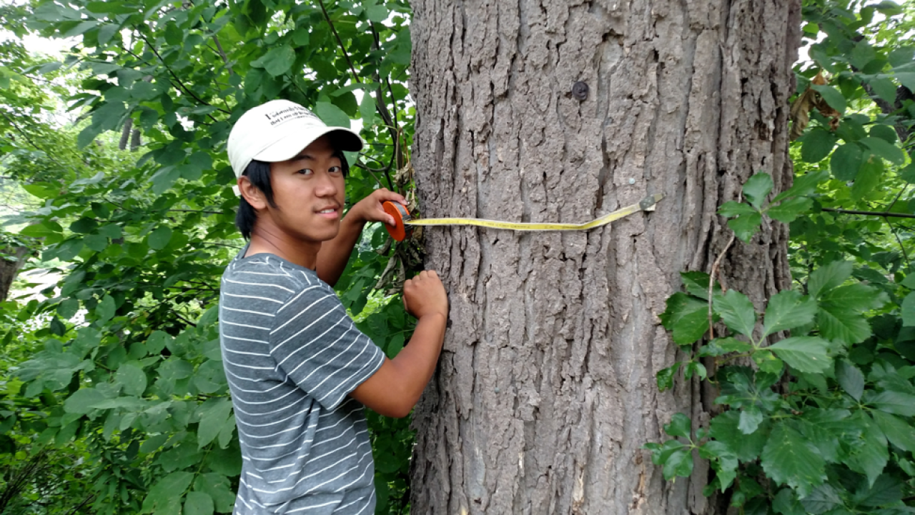 Yengsoua Lee, an MWMO Green Team alumni intern, helps survey trees on Nicollet Island as part of his time with FMR. Yengsoua Lee, an MWMO Green Team alumni intern, helps survey trees on Nicollet Island as part of his time with FMR.