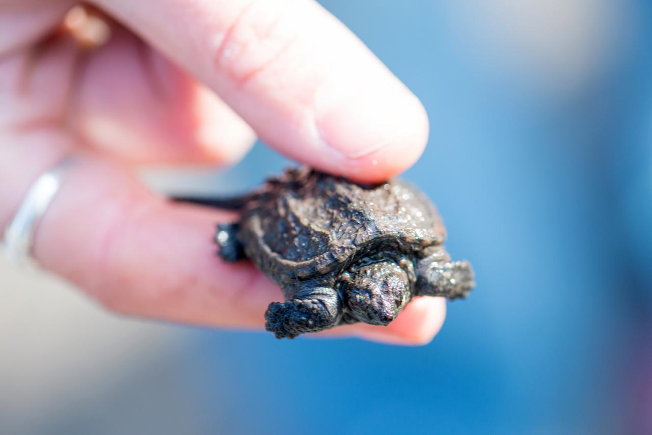 Baby snapping turtle Baby snapping turtle