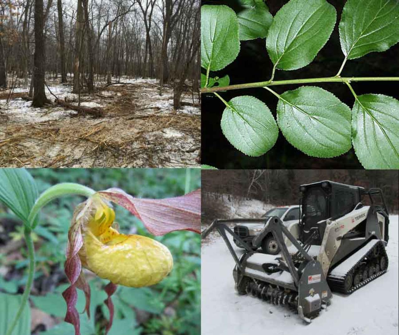 Mowing down buckthorn and protecting yellow ladyslippers and other native plants in Hampton Woods. A native ladyslipper plant, a mowed stretch of forest, a glossy buckthorn plant and a bobcat/forestry mower