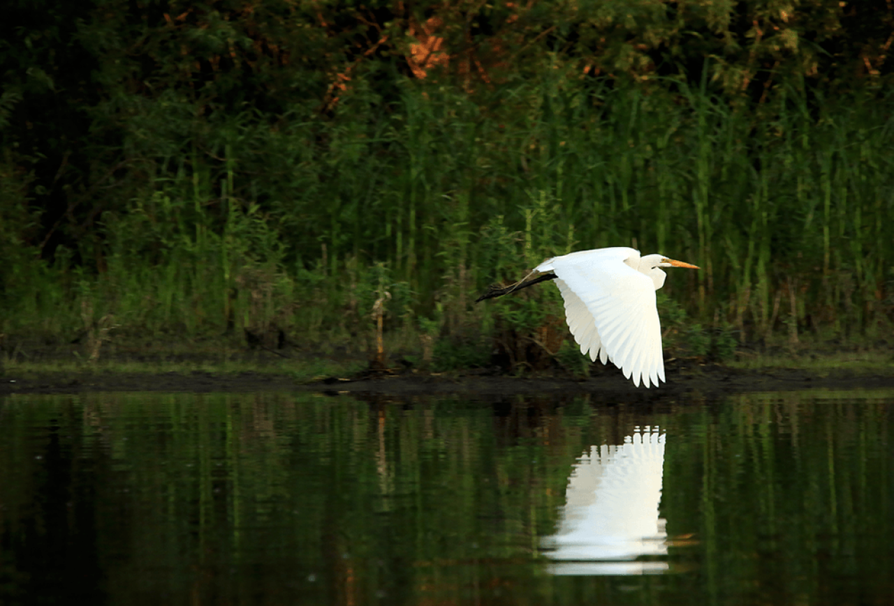Egret flying over river Egret flying over river