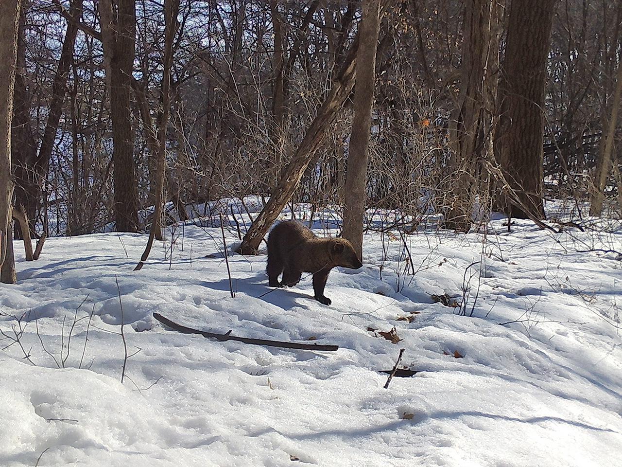A small brown weasel like animal walking in a snowy forest. 