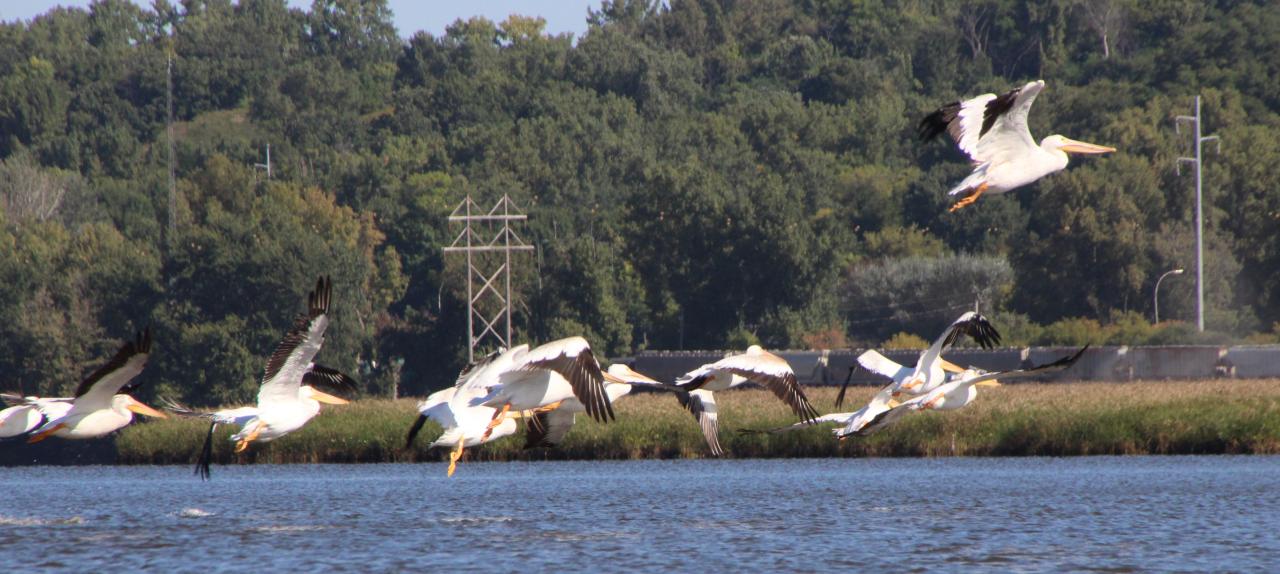 Pelicans fly up from Pig's Eye Lake Pelicans fly up from Pig's Eye Lake