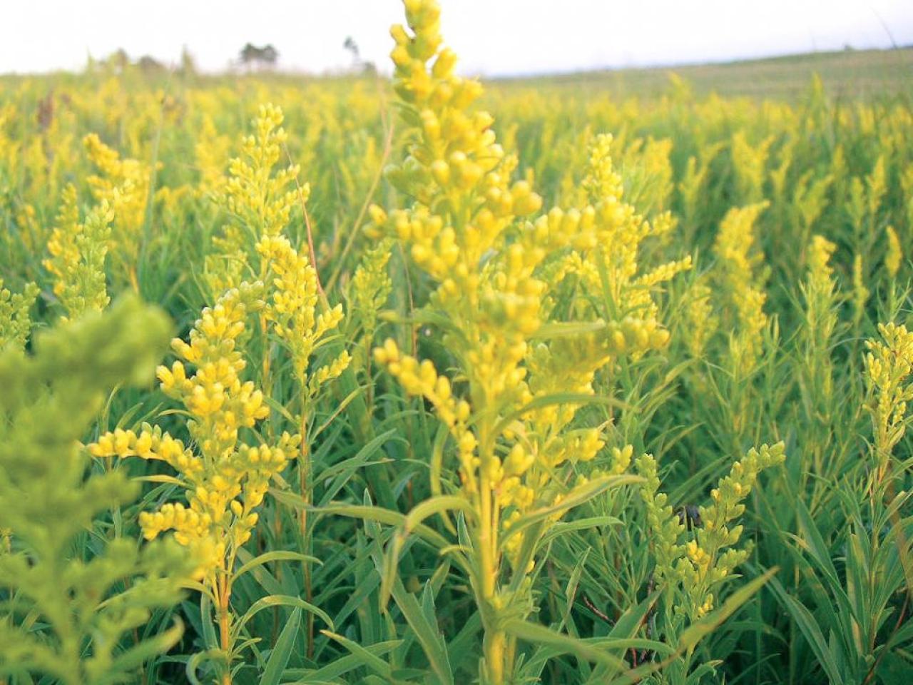 A field of showy golden flowers is a common site in late summer, but is goldenrod to blame for our allergies? A field of showy golden flowers is a common site in late summer, but is goldenrod to blame for our allergies?