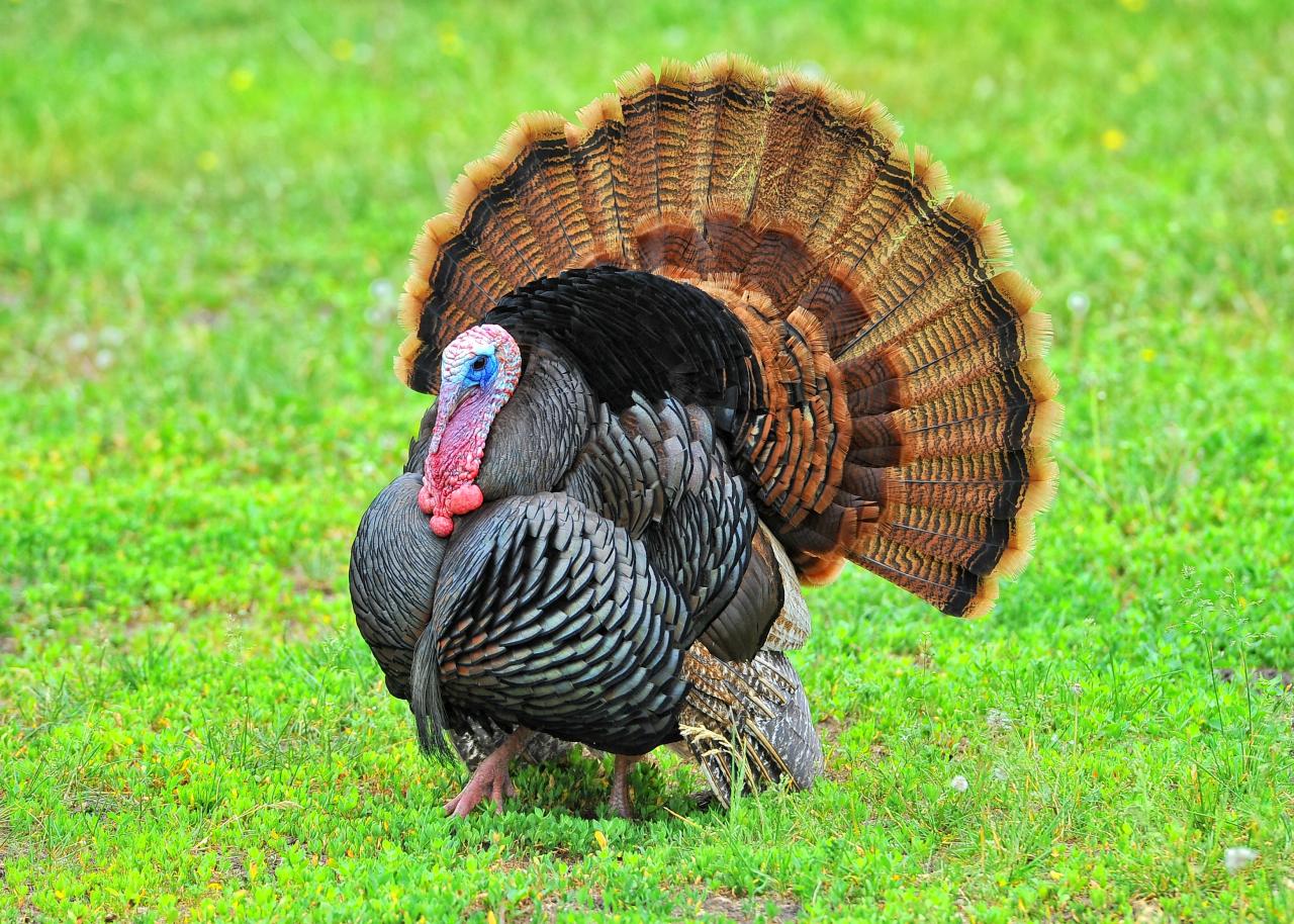 A wild turkey displaying its feathers A wild turkey displaying its feathers