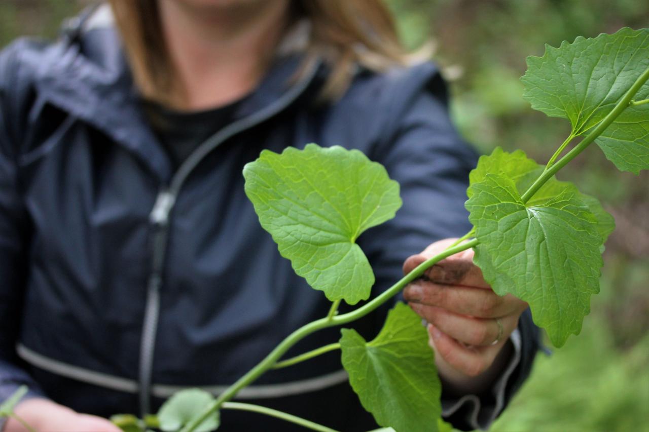 Garlic mustard Garlic mustard
