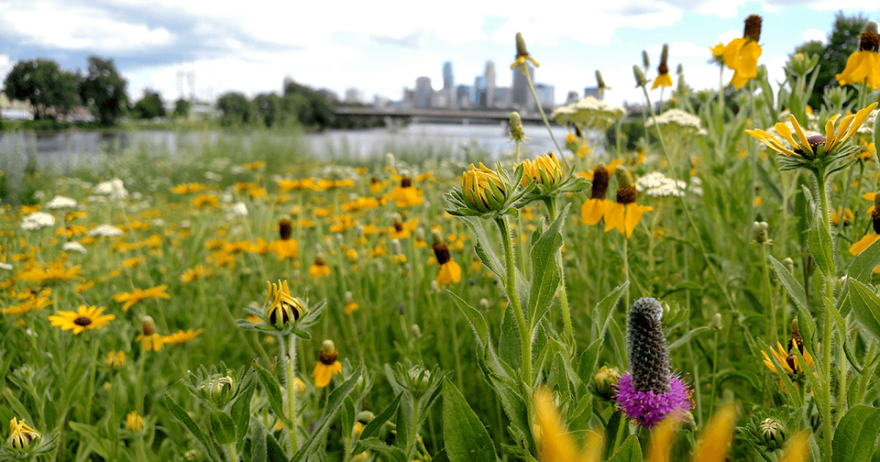 Native plants Native wildflowers and Minneapolis skyline