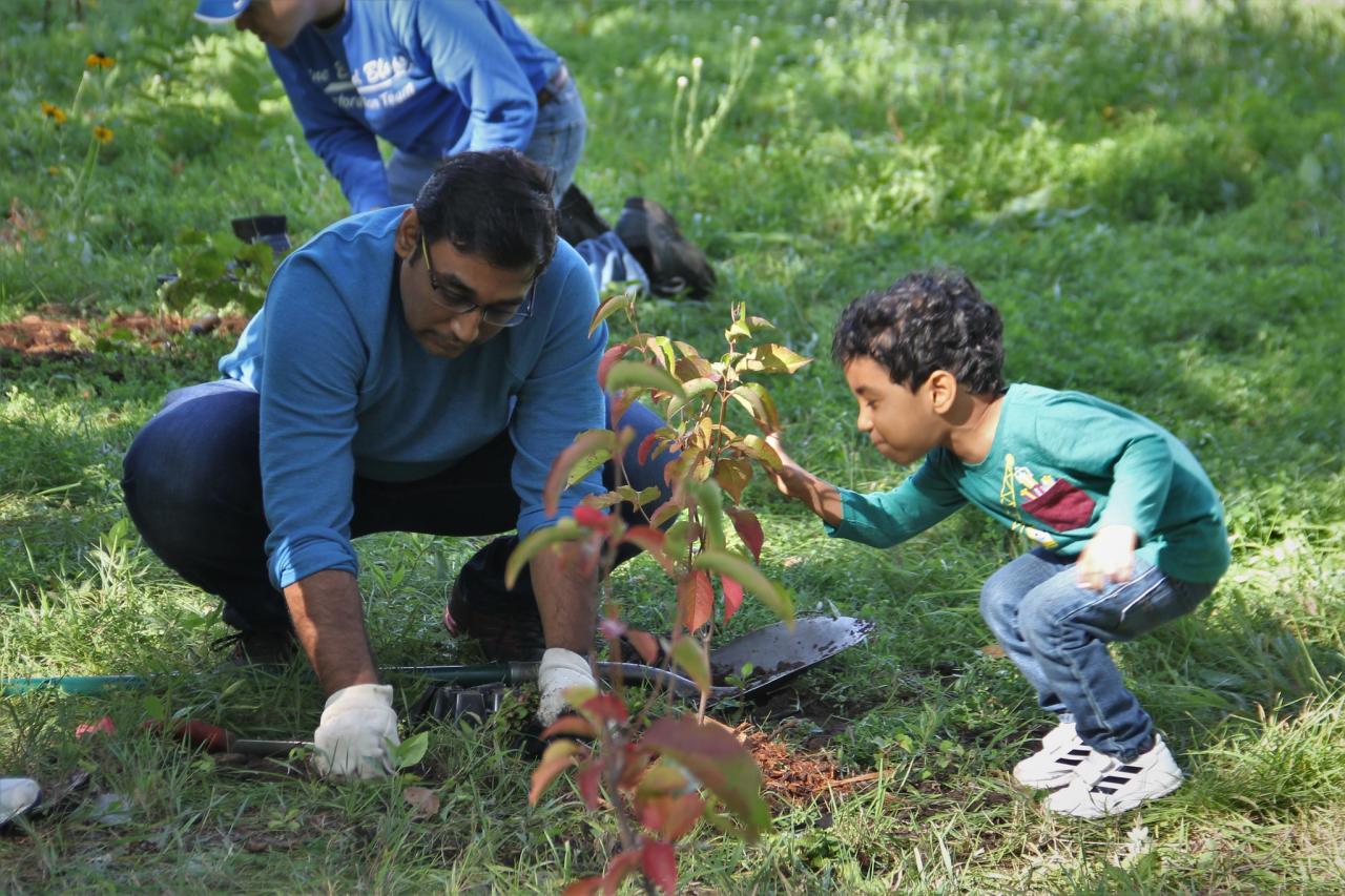 Volunteers at Nicollet Island Volunteers of all ages have helped to restore the forest on Nicollet Island. Here, two plant a tree together.