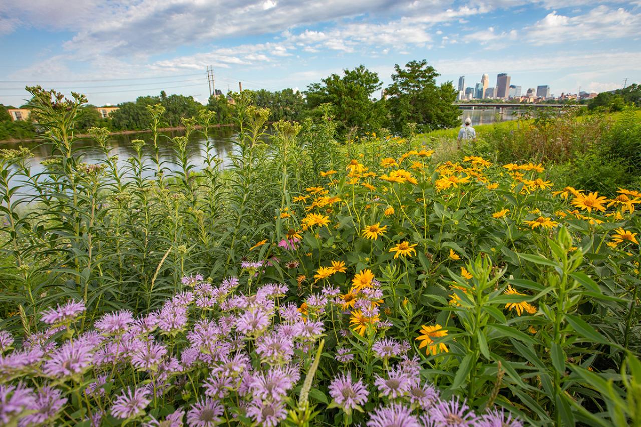 Ole Olson Park Prairie, Mississippi River, person, and Minneapolis Skyline