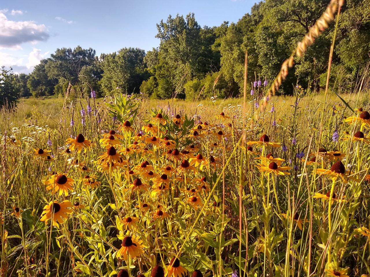 Prairie at Bruce Vento Nature Sanctuary Prairie at Bruce Vento Nature Sanctuary