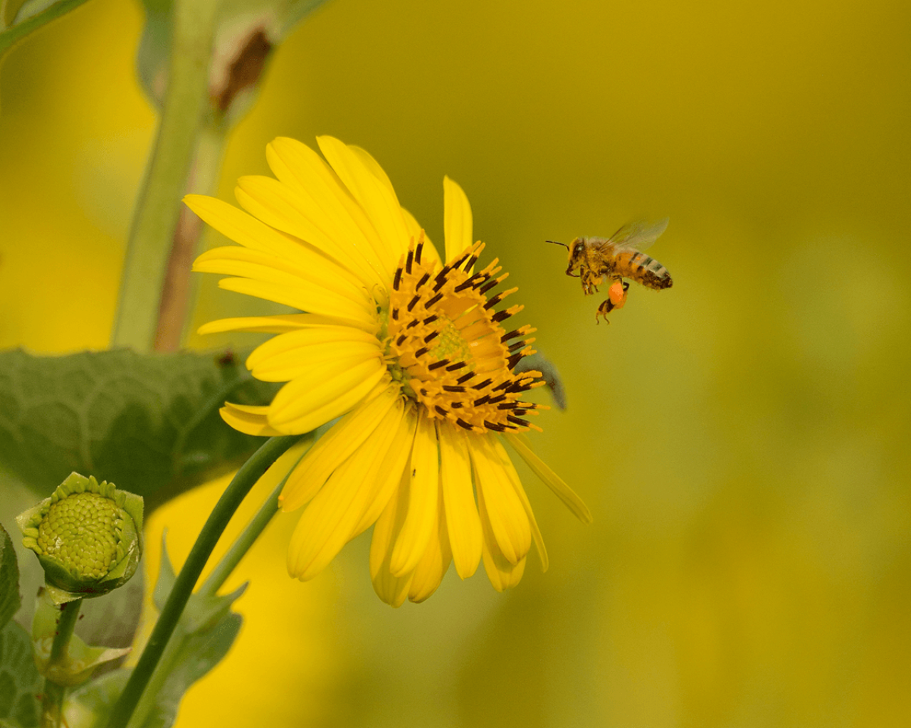 Silphium and bee Silphium and bee