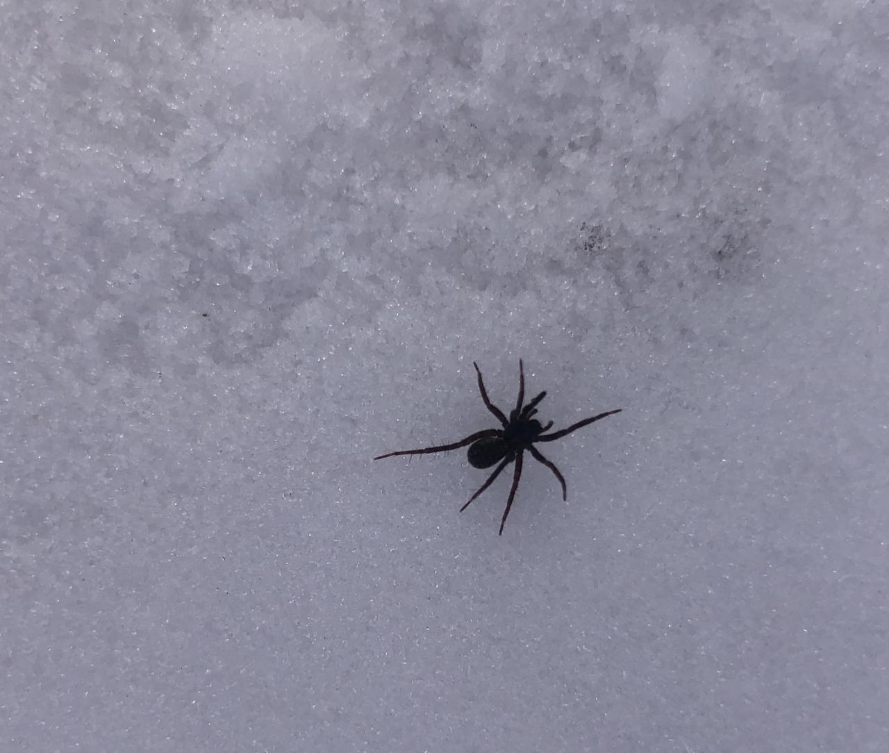 winter spider winter spider