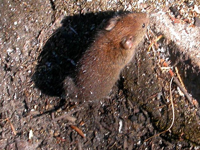 Picture of a red-backed vole Picture of a red-backed vole