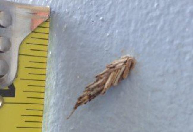 The bagworm caterpillar is safe when left in its tiny house.