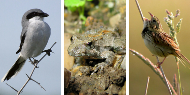 A trio of endangered species recently found at FMR conservation and restoration sites. A trio of endangered species recently found at FMR conservation and restoration sites.