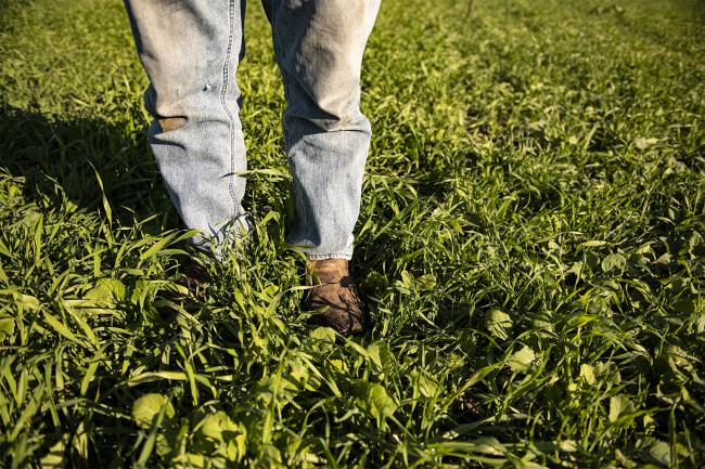 A person's boots standing in the middle of green crops.